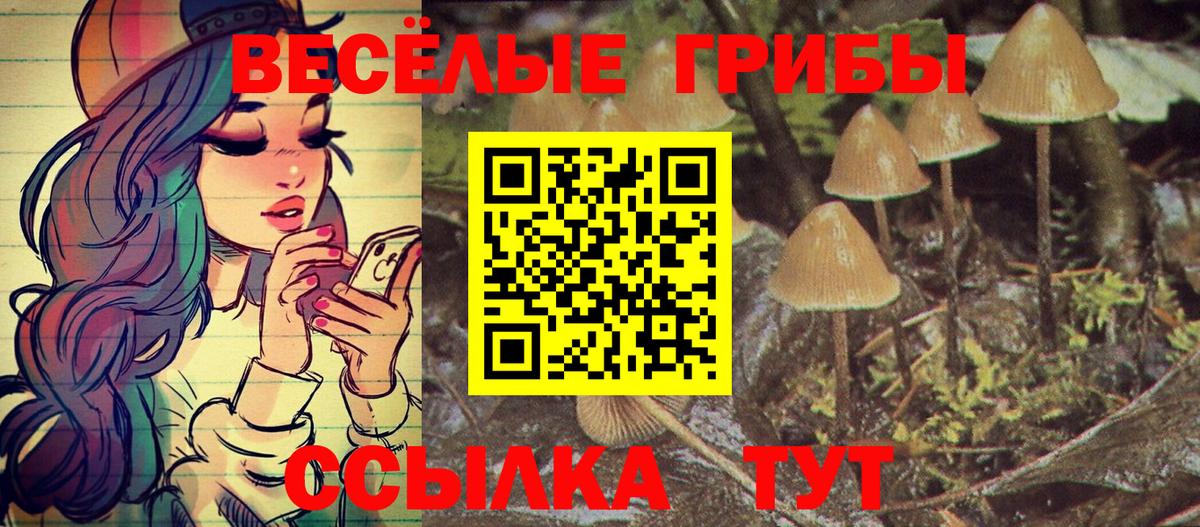 Псилоцибиновые грибы ЛСД  Вход с VPN  Псилоцибиновые грибы ЛСД  Новоалександровск 